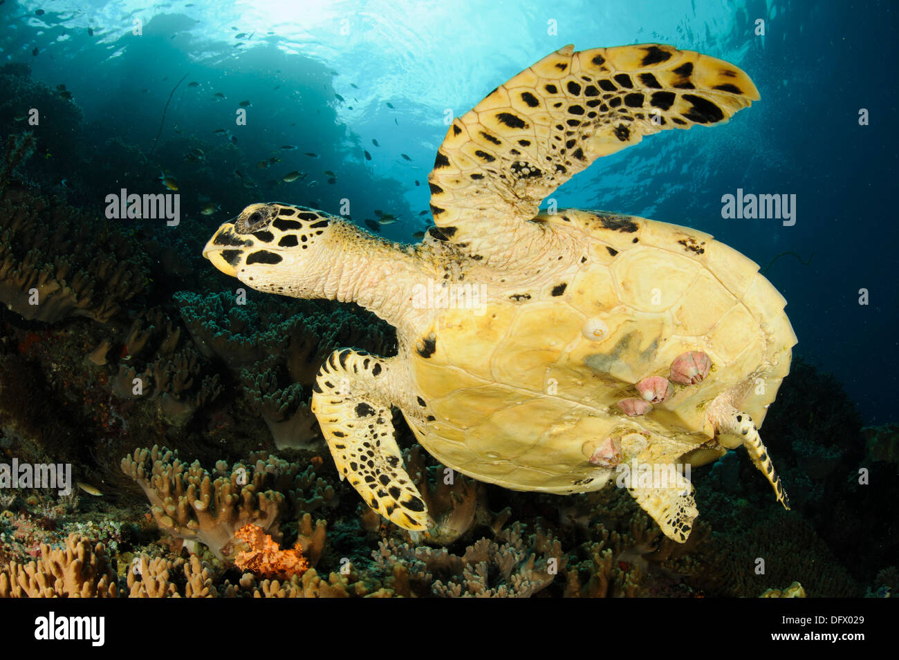 Nahaufnahme der Unterseite der Karettschildkröte mit Seepocken. Stockfoto