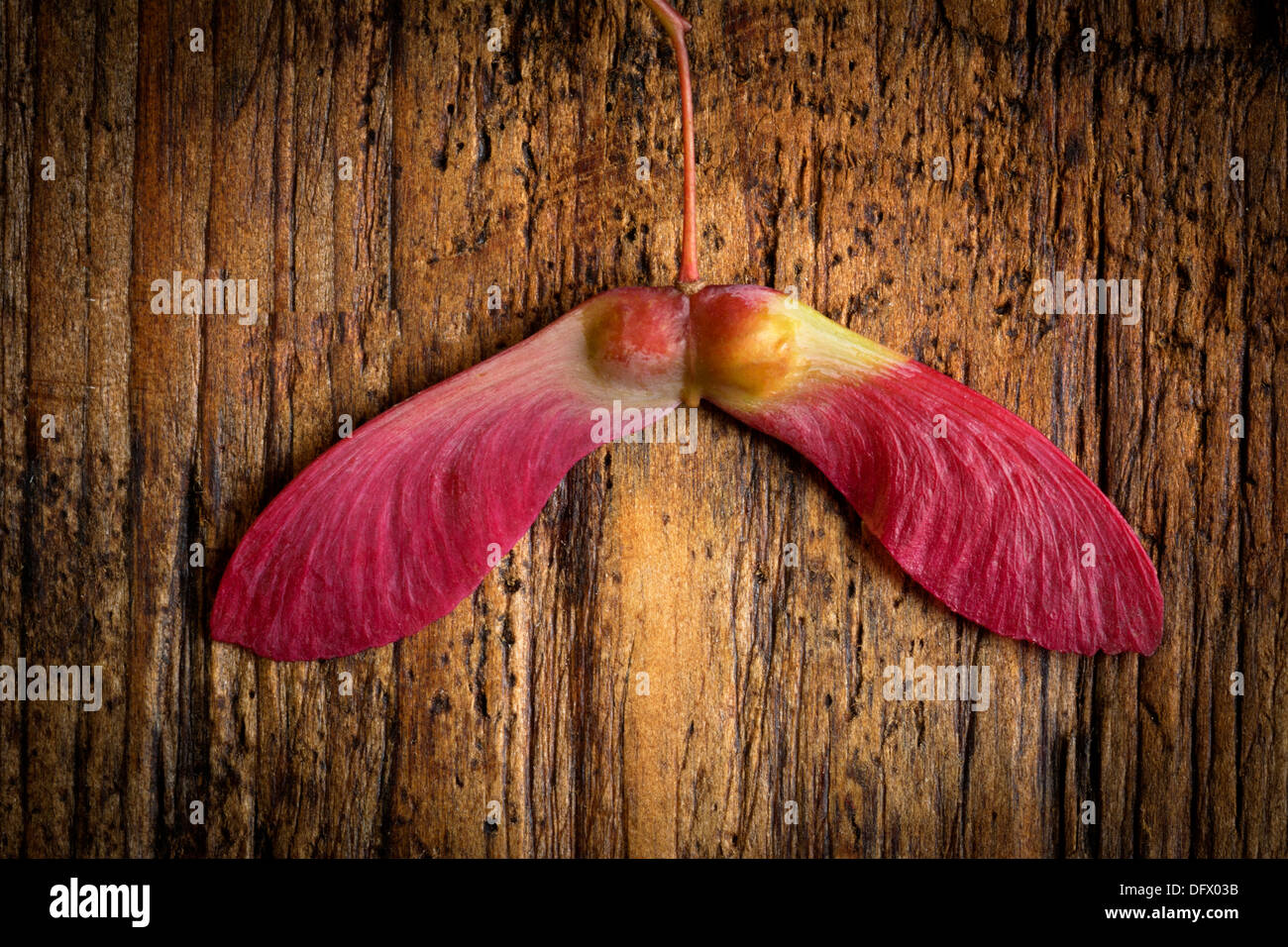 Trat ein Hubschrauber Samen, die von einem roten japanischen Ahorn-Baum im Herbst auf rustikalen Holzbrett gefallen haben. Liebe-Konzept Stockfoto
