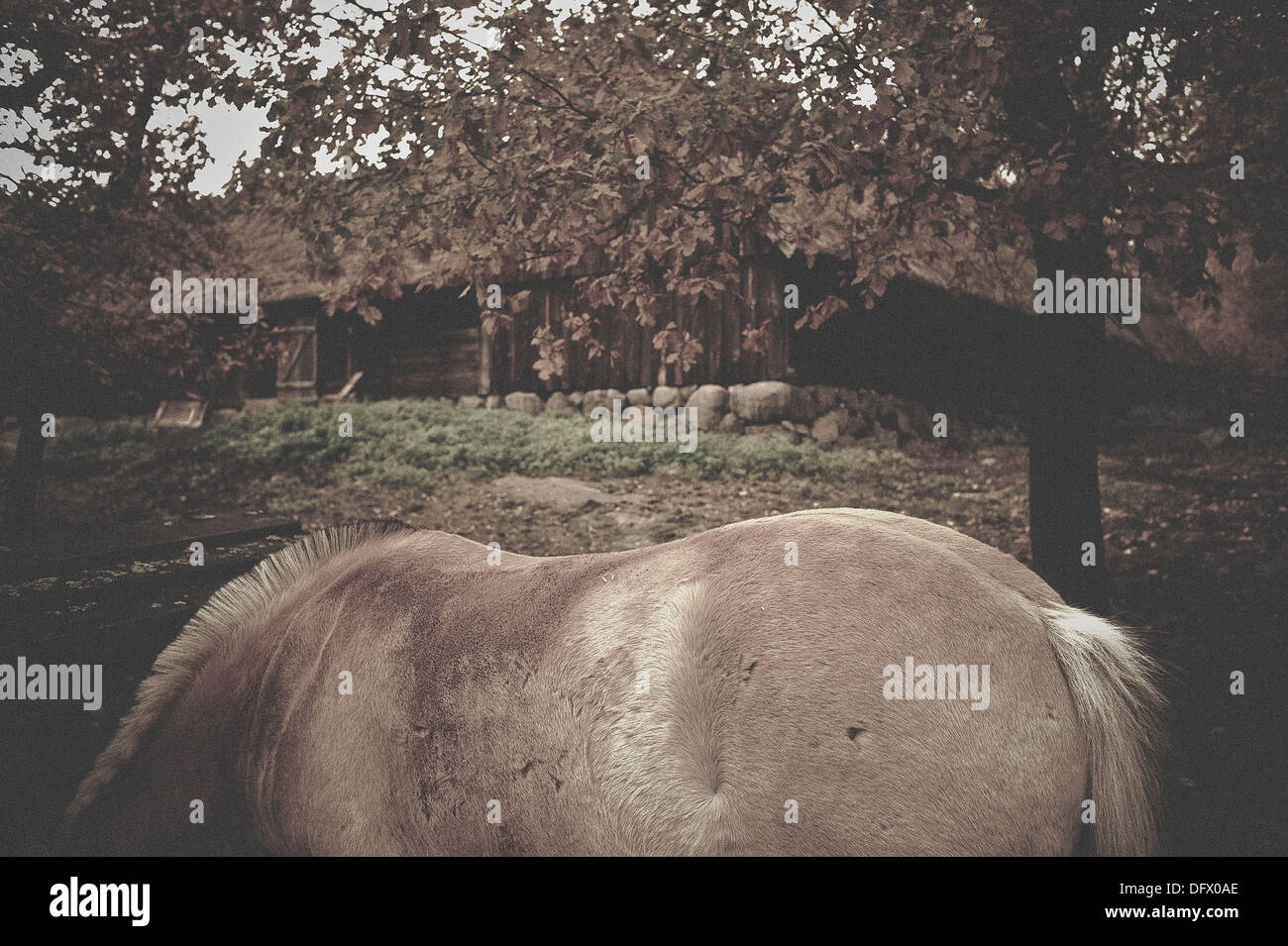Grasenden Pferd Detail mit rustikalen Paddock im Hintergrund Stockfoto