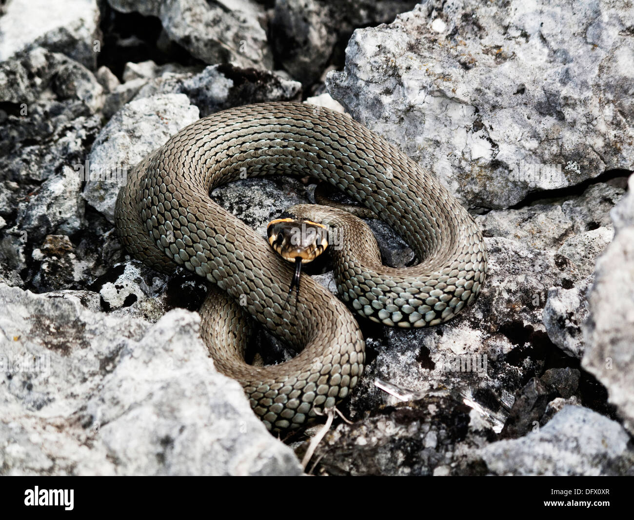 Aufgerollte Schlange auf Felsen Stockfoto