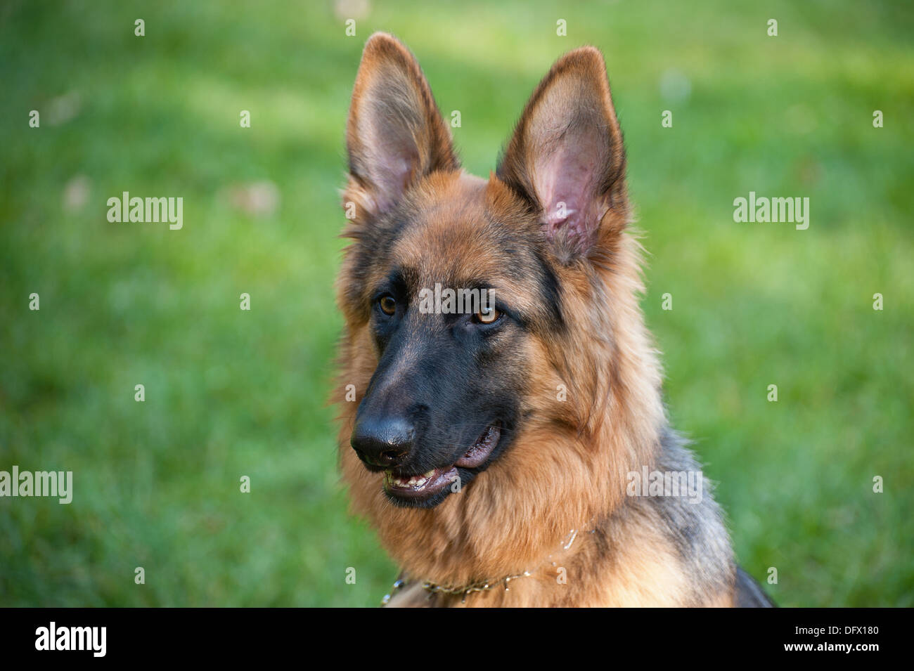 10 Monate alten deutschen Shephard Stockfoto