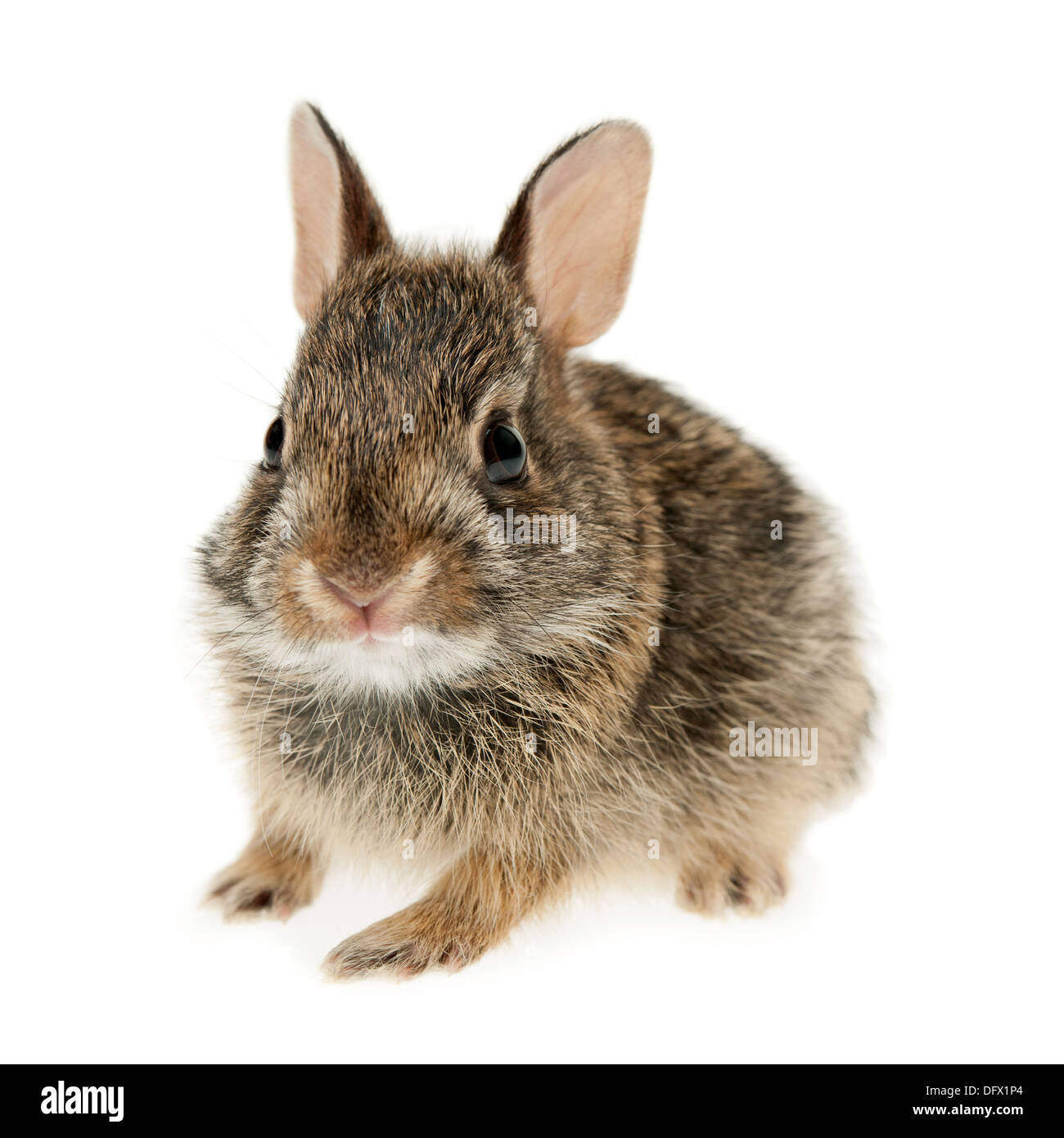 Porträt von Baby Cottontail Hase isoliert auf weißem Hintergrund Stockfoto