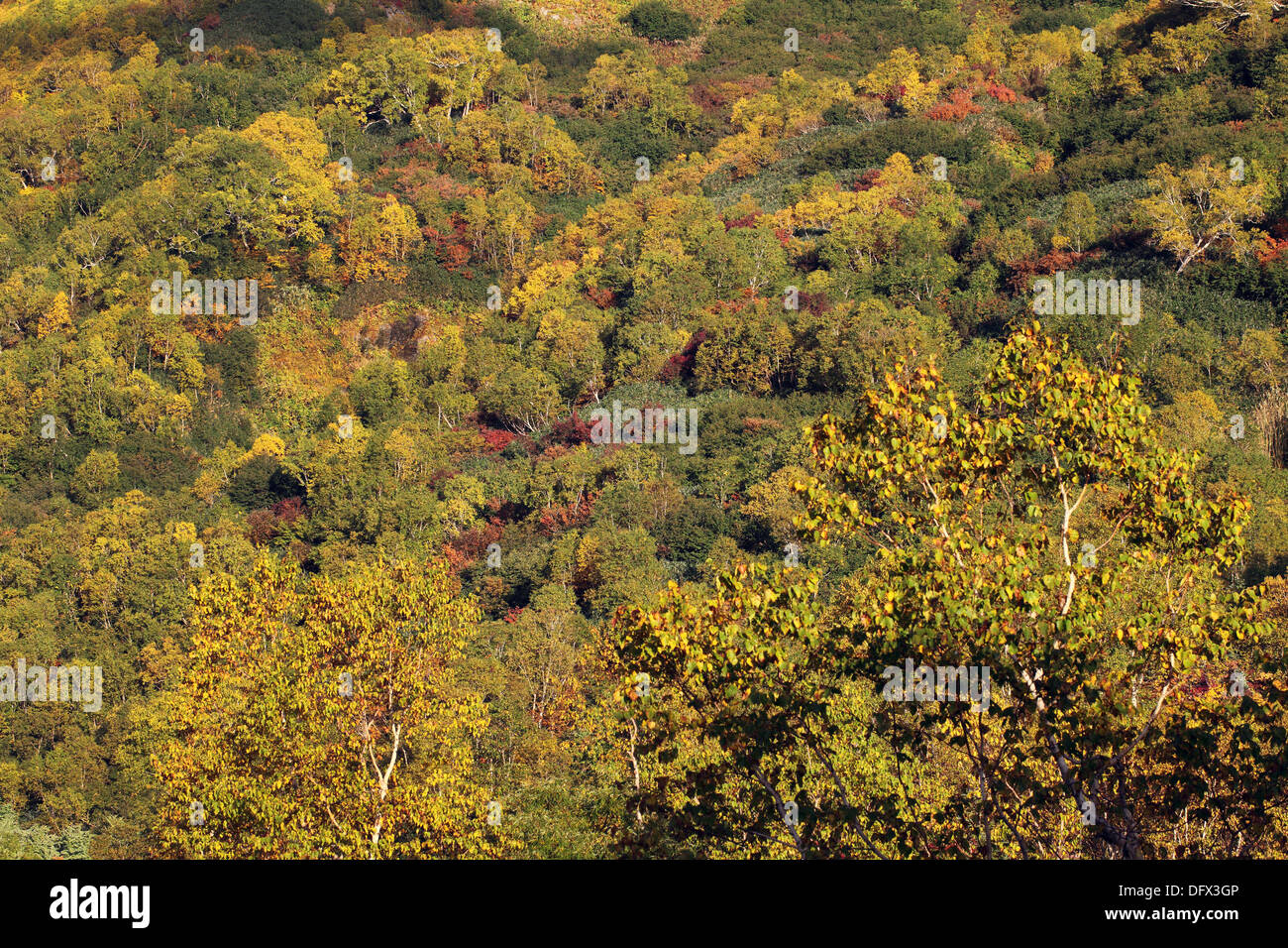 Berg im Herbst mit bunten Blättern, Nagano, japan Stockfoto