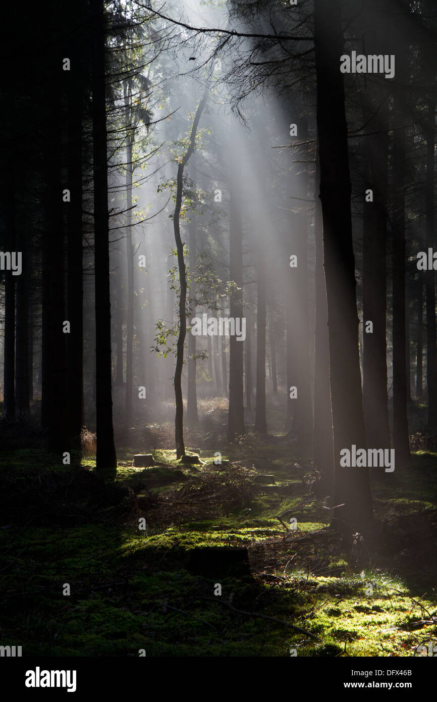 Sonnenstrahlen in einem dunklen Wald Stockfoto