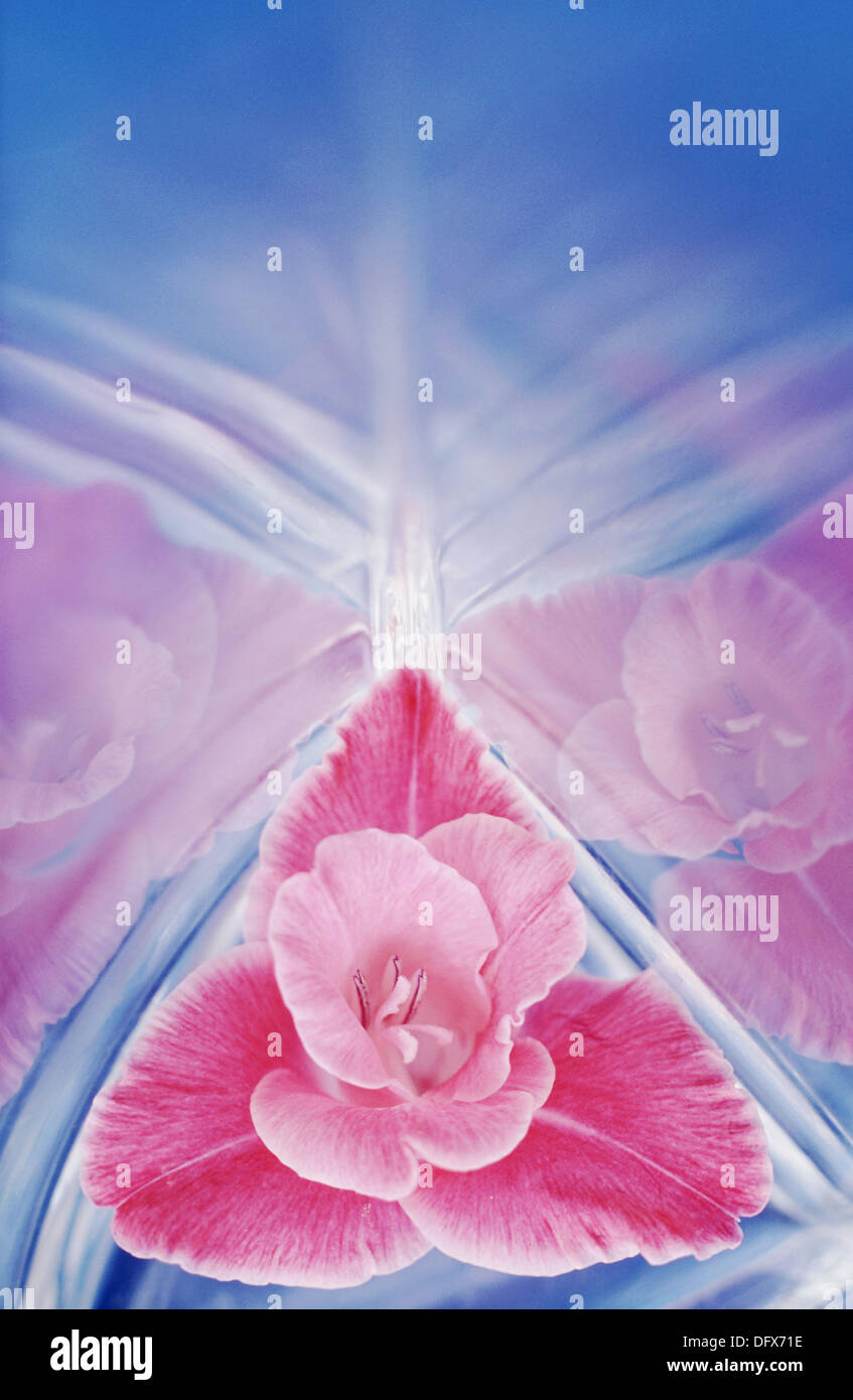 Gladiolen Blume in blauen Glaskörper Hintergrund Stockfoto