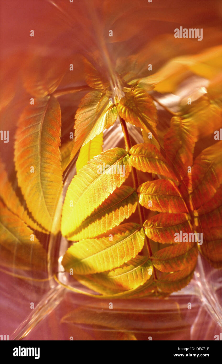Herbst Blatt in rotem Glaskörper Stockfoto