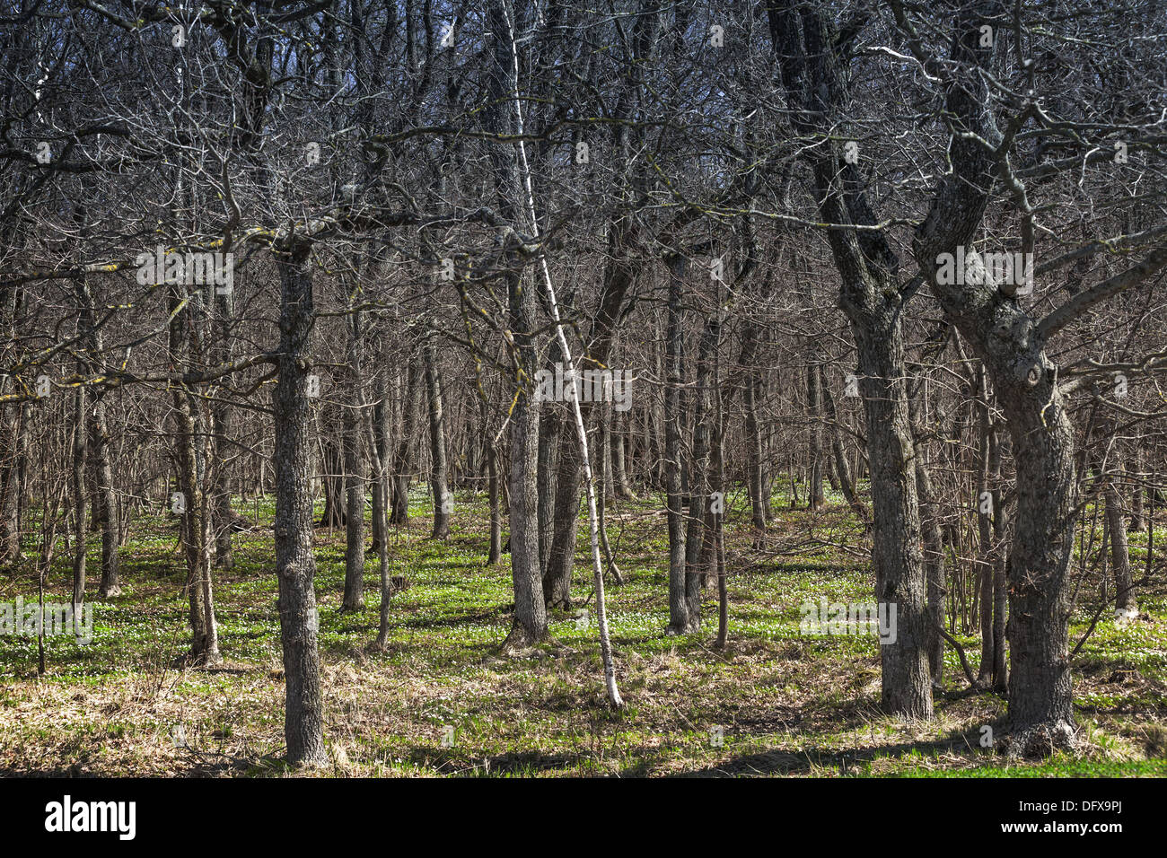 Dunkle Frühlingswald mit frischen Rasen. Natur Fotohintergrund Stockfoto