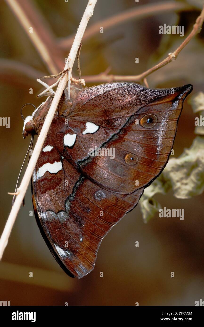 Herbst Blatt Schmetterling Doleschallia Bisaltide hängen unter branchlet Stockfoto