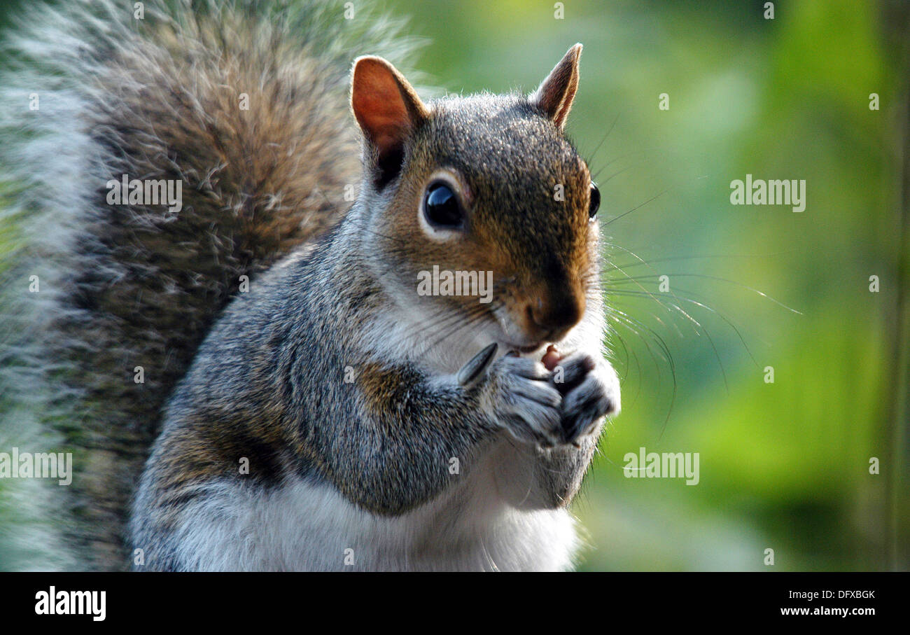 Graue Eichhörnchen füttern, Dartmoor, Devon. Stockfoto