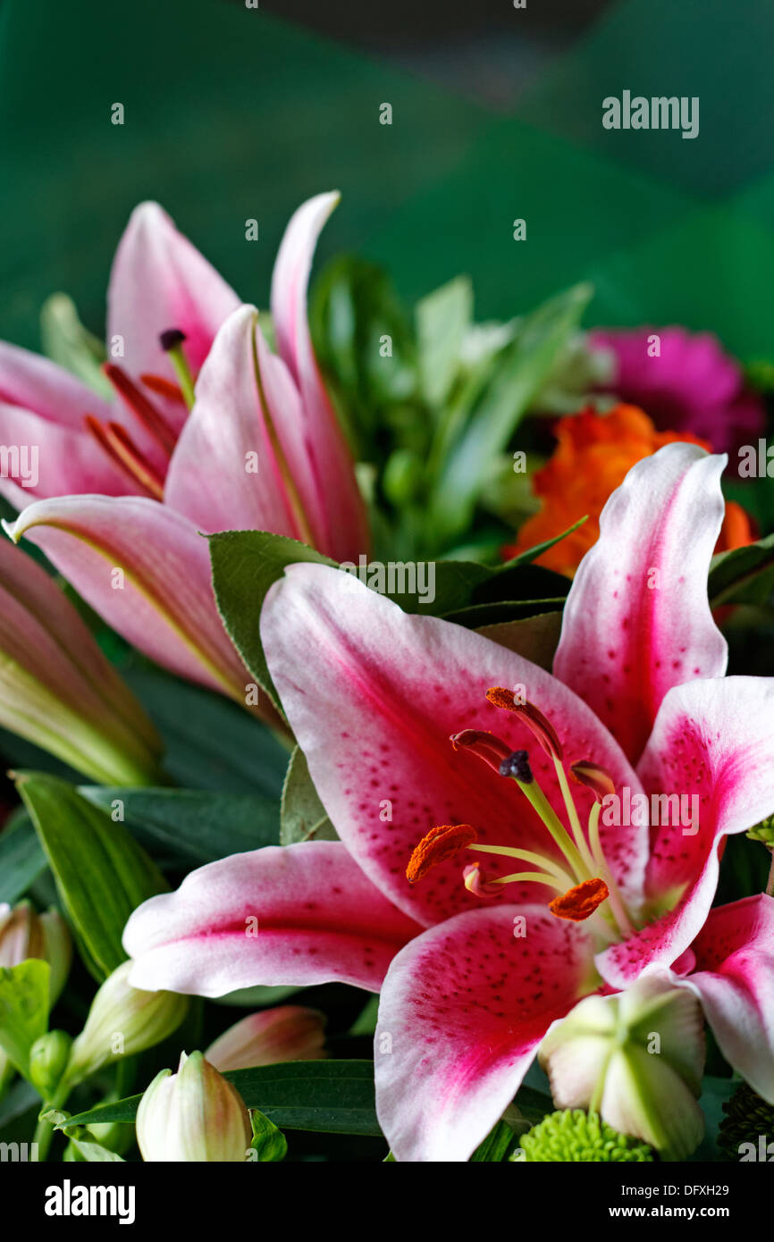 Stargazer Lilien in einen Blumenstrauß Stockfoto