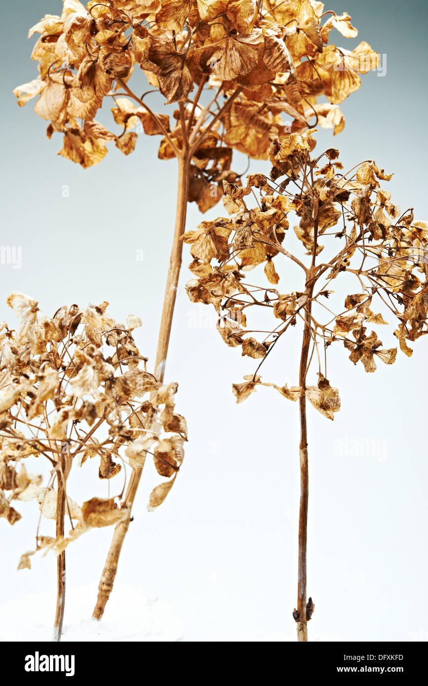 Drei getrocknete Blütenköpfe auf abgestuften Hintergrund Stockfoto