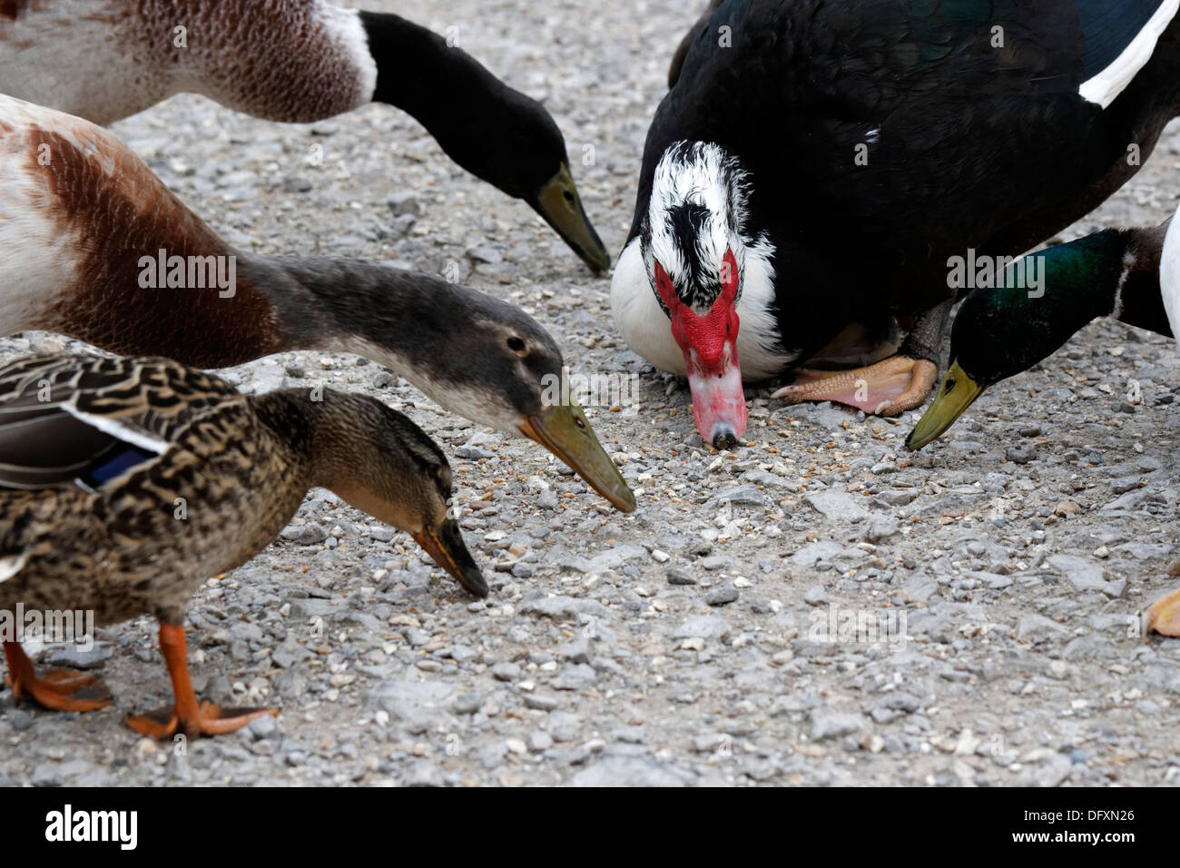 Enten, die Samen vom Boden essen Stockfoto