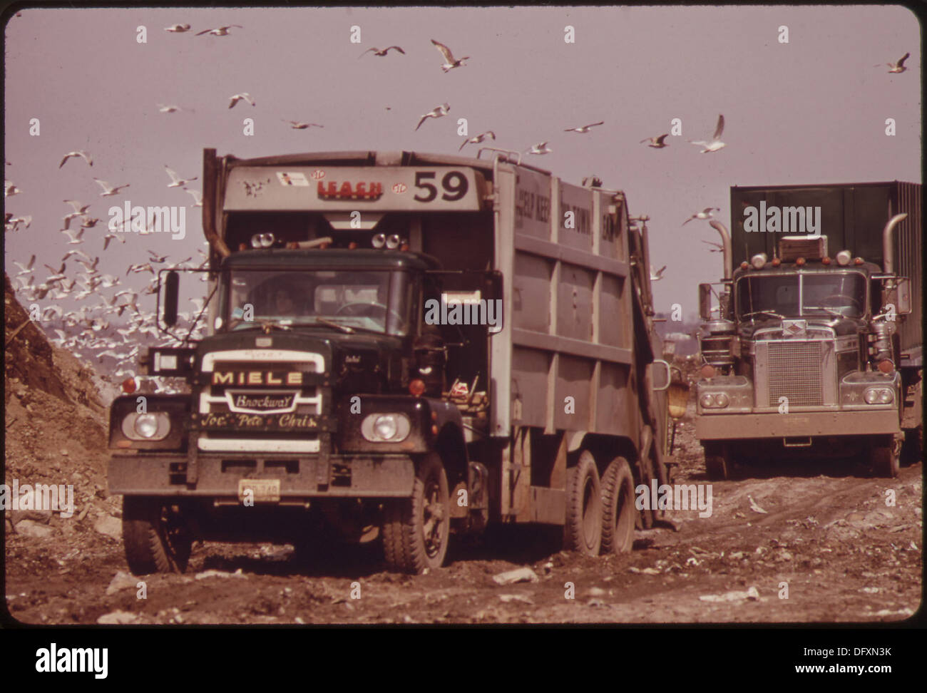 Lastwagen transportieren Müll zu den Hackensack Meadows in der Nähe von Fort Lee, New Jersey, wo sie Möwen anlocken. Das Bild zeigt die Umweltinteraktionen zwischen Abfallwirtschaft und einheimischer Tierwelt. Stockfoto