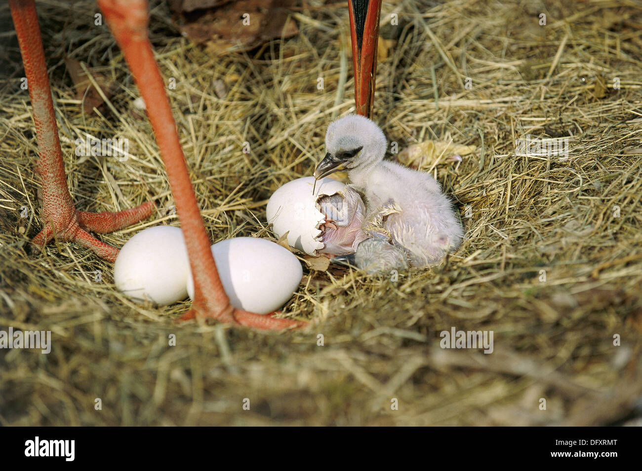Küken frisch geschlüpften Weißstorch (Ciconia Ciconia) und andere Küken aus Ei schlüpfen ab. Elsass, Frankreich Stockfoto