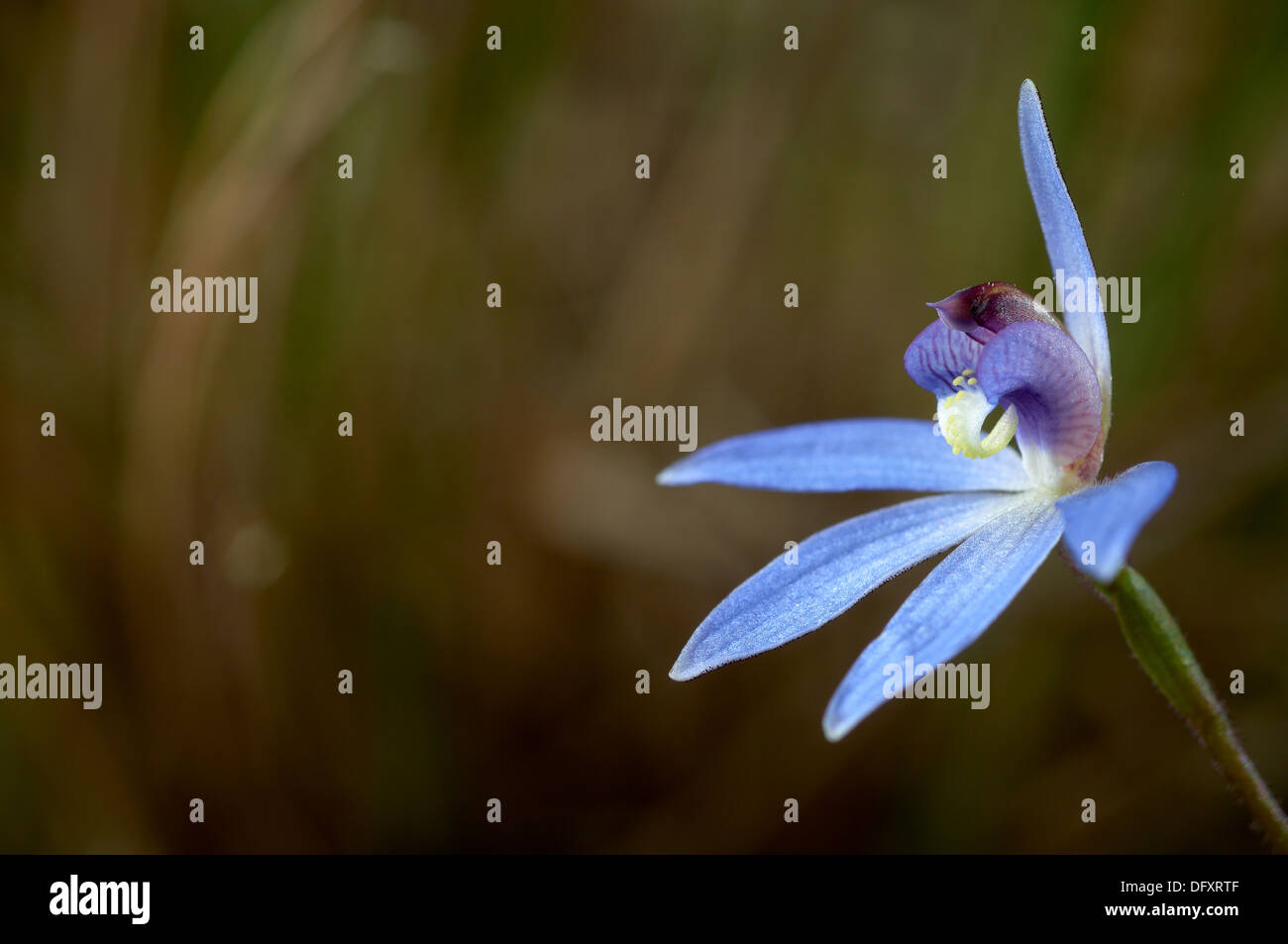 Cyanicula Caerulea, einheimische Orchidee South Eastern Australia. Stockfoto