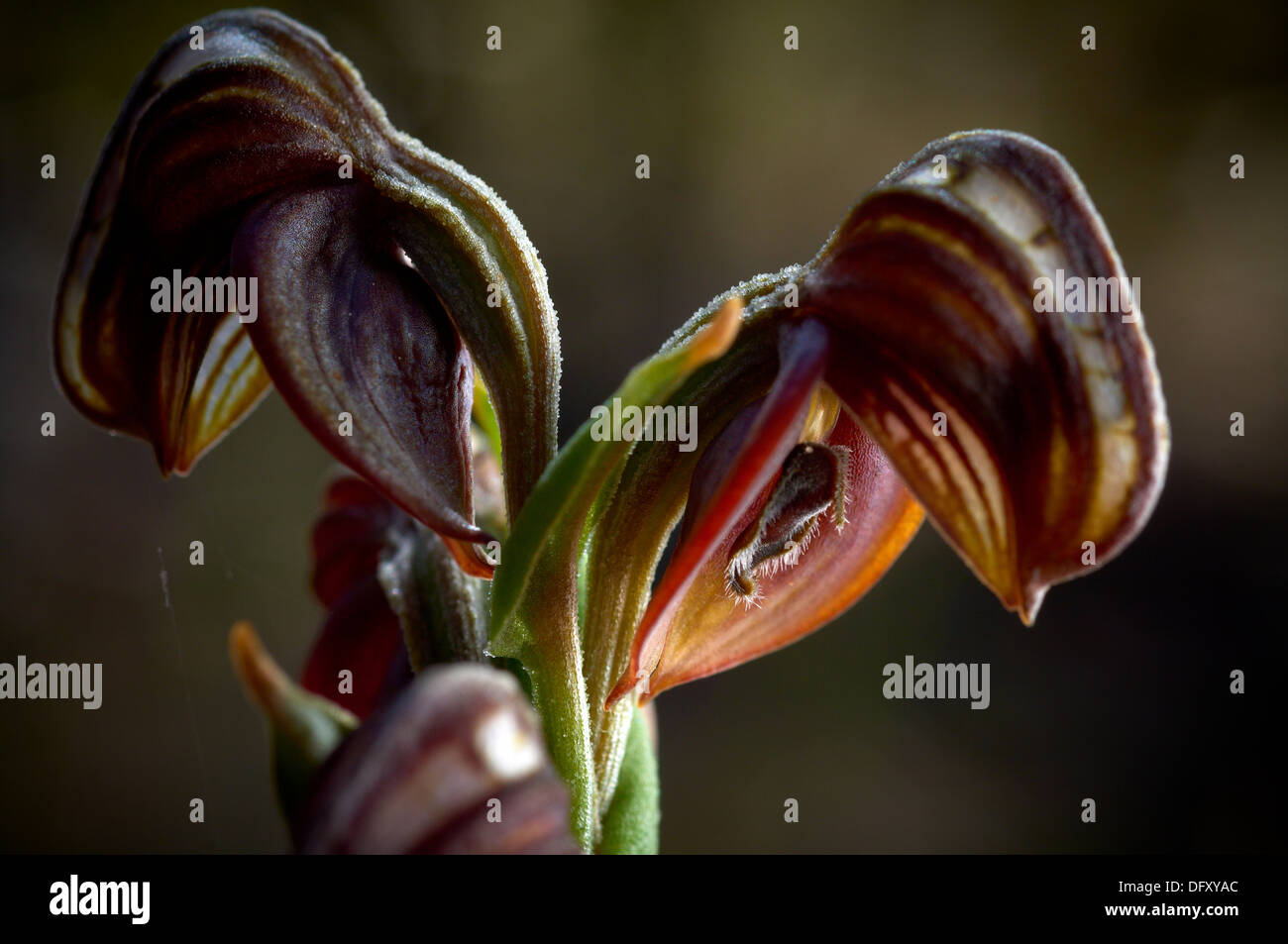 Nahaufnahme der Blüte rotbraun gebändert Pterostylis Orchidee, Urochilus Sanguineus. Feine Härchen auf der Lippe werden übersichtlich dargestellt. Stockfoto