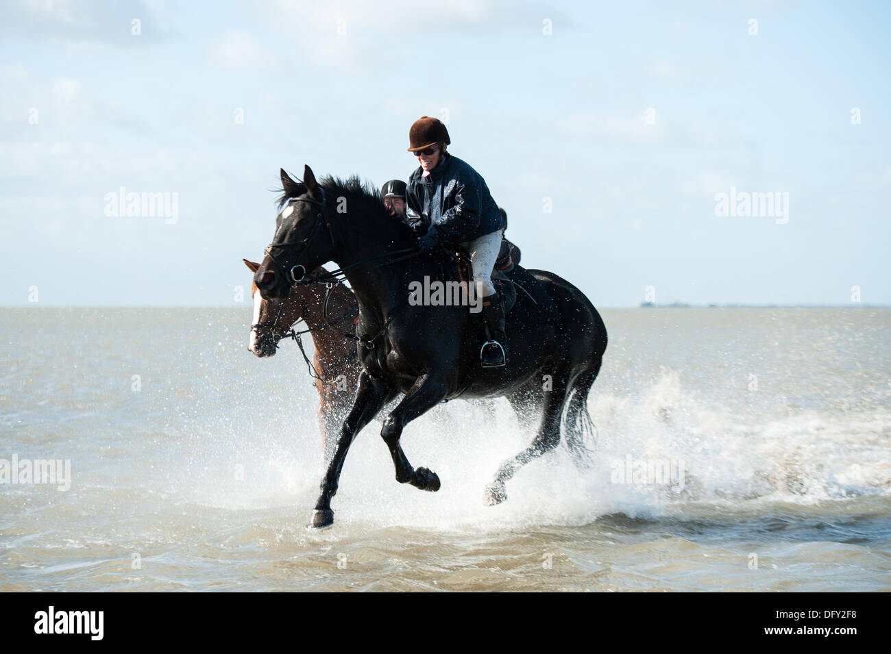 Maplin Sands, Shoeburyness, Essex. 10. Oktober 2013. Auch bei Sturm zwingen Winde vorhergesagt, drei Reiter ihre Pferde aus Burnham auf Crouch am Maplin Sandstrand bei Ebbe auszuführenden gebracht. Die trockenen knackig windigen Tag für eine belebende Fahrt gemacht. Bildnachweis: Allsorts Stock Foto/Alamy Live-Nachrichten Stockfoto