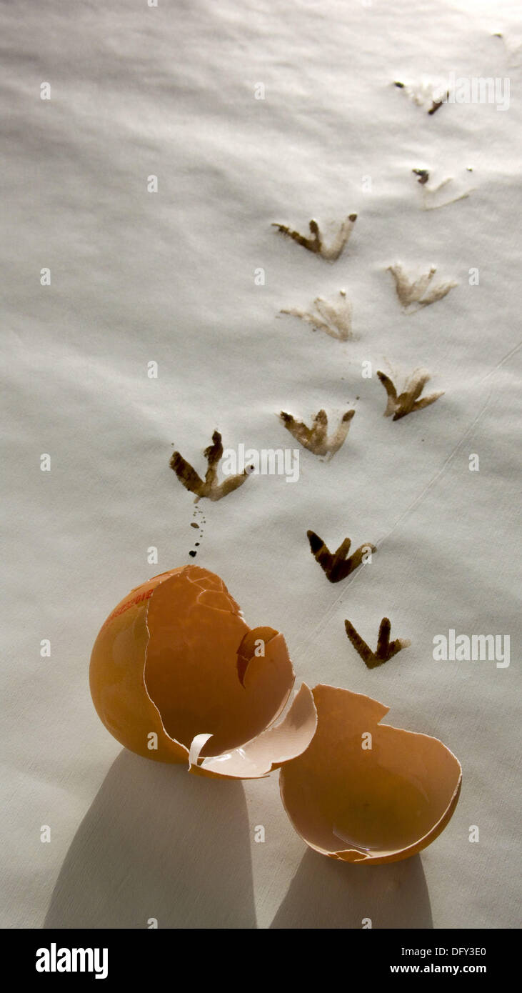 Fussabdrucke Schale Ei Und Huhn Stockfotografie Alamy