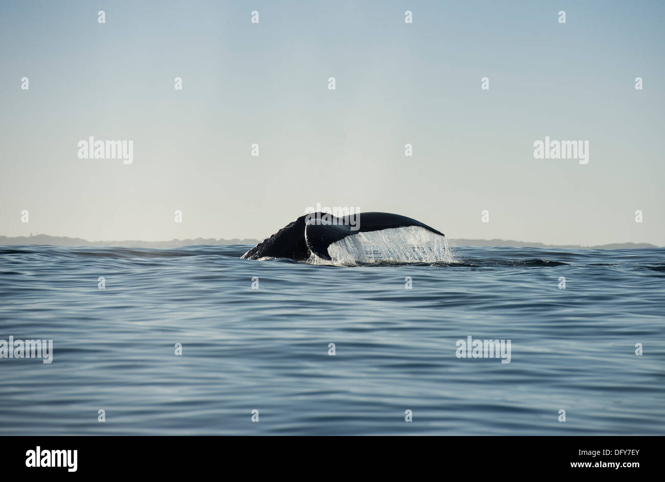 Humpback Whale Tail, Profil Stockfoto