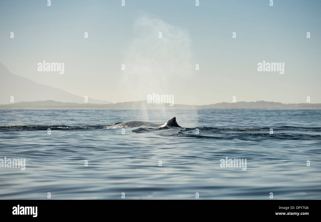 Rückenflossen von Humpback wale Protokollierung in der False Bay, Südafrika Stockfoto