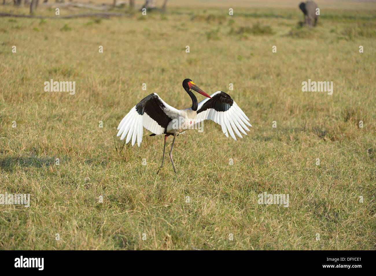 Sattel – abgerechnet Storch - afrikanischen Jabiru - Saddlebill (Ephippiorhynchus Senegalensis) männlich Landung Masai Mara - Kenia - Ost-Afrika Stockfoto