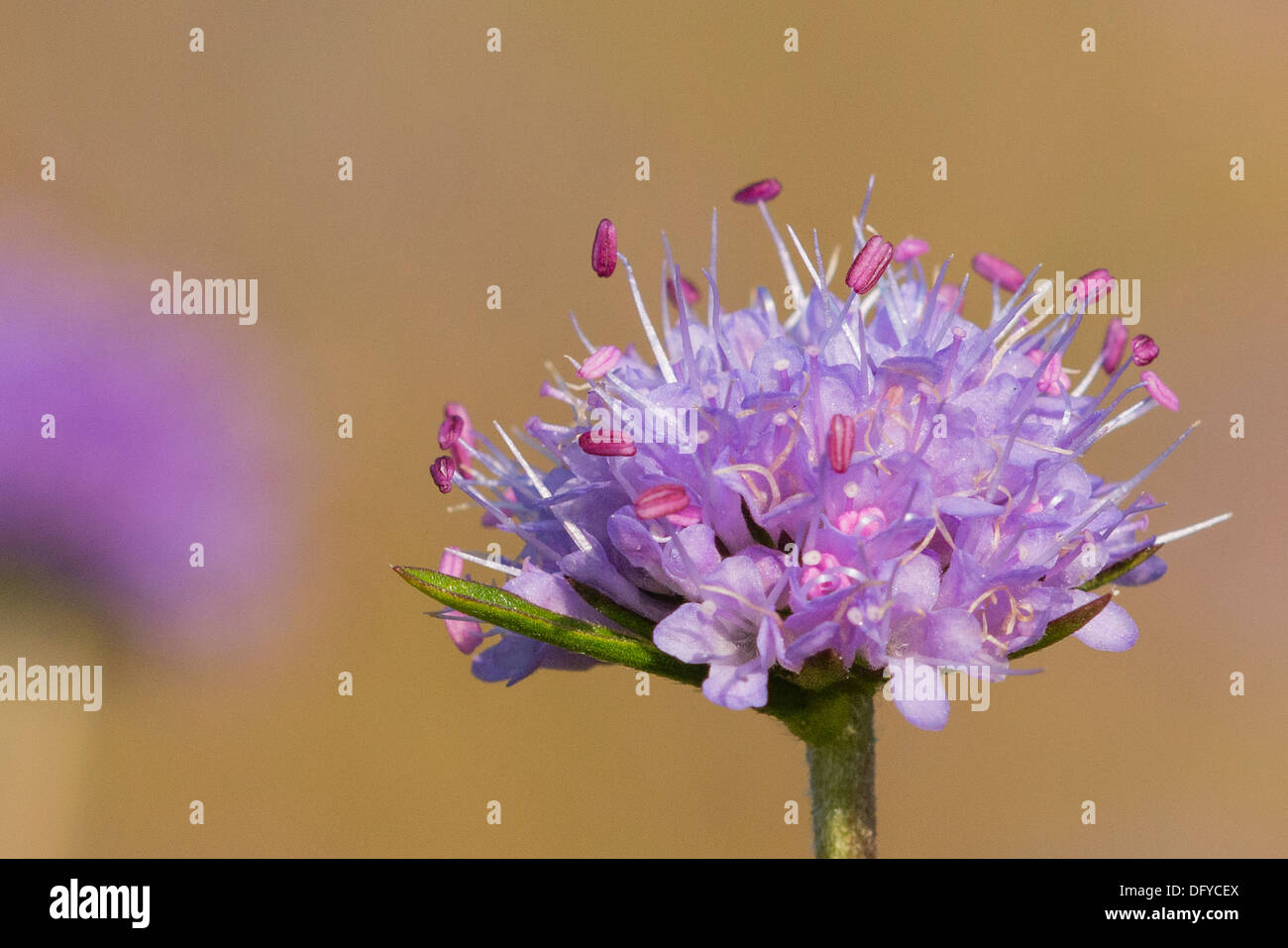 Teufels-Bit Witwenblume Blume Stockfoto