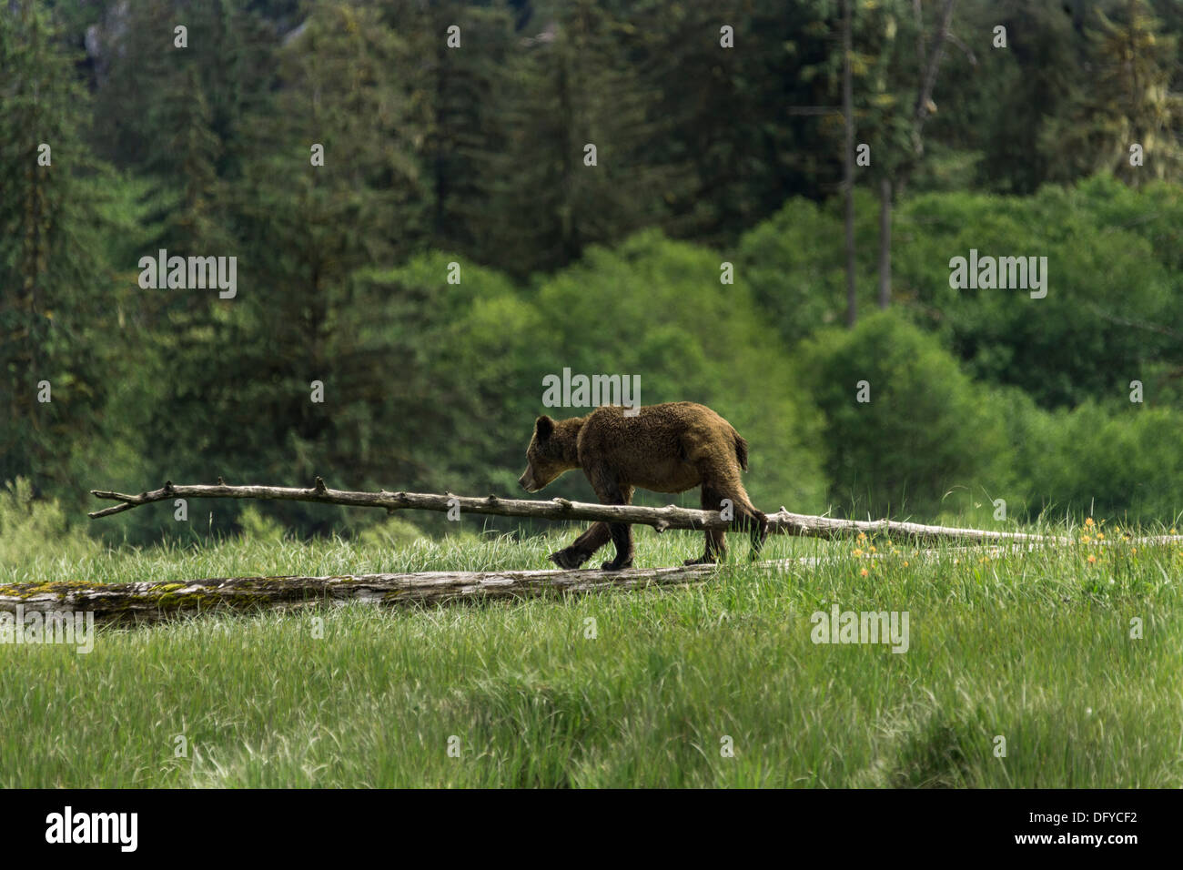 Junge grizzly Cub Schritt über ein Protokoll einer Segge Rasen Wiese, Khutze Flussmündung, Mid Küste British Columbia Stockfoto