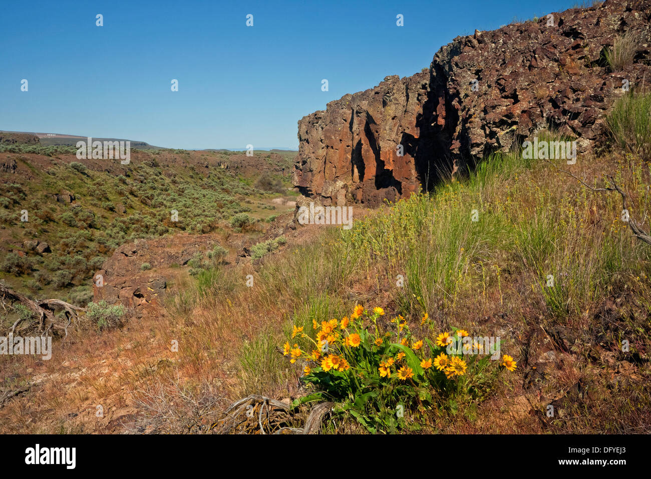 WASHINGTON - Balsamwurzel blühen in der Nähe einer Butte auf dem Rim Trail im Columbia National Wildlife Refuge. Stockfoto