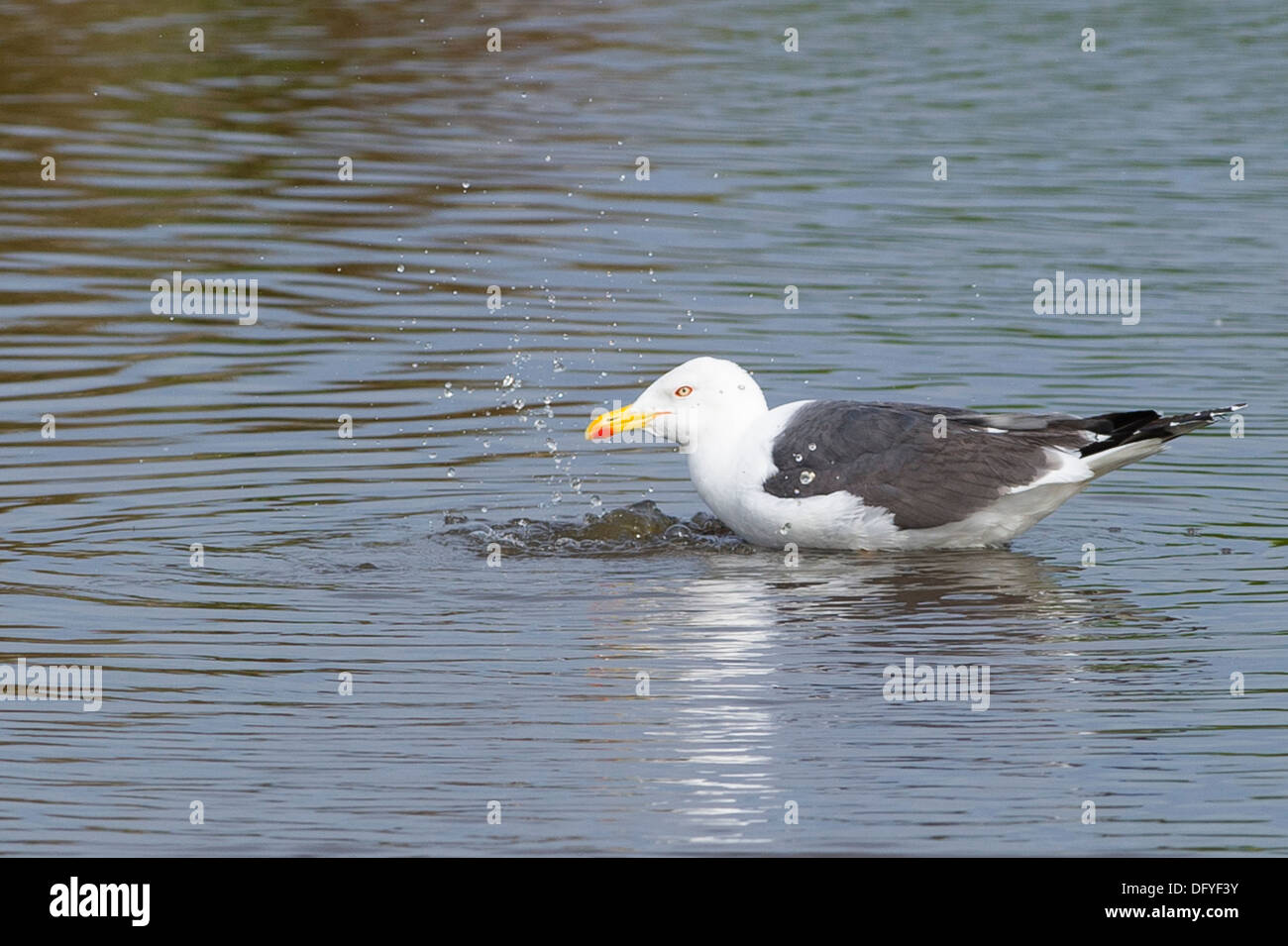 Eine größere Black-backed Gull waschen Stockfoto