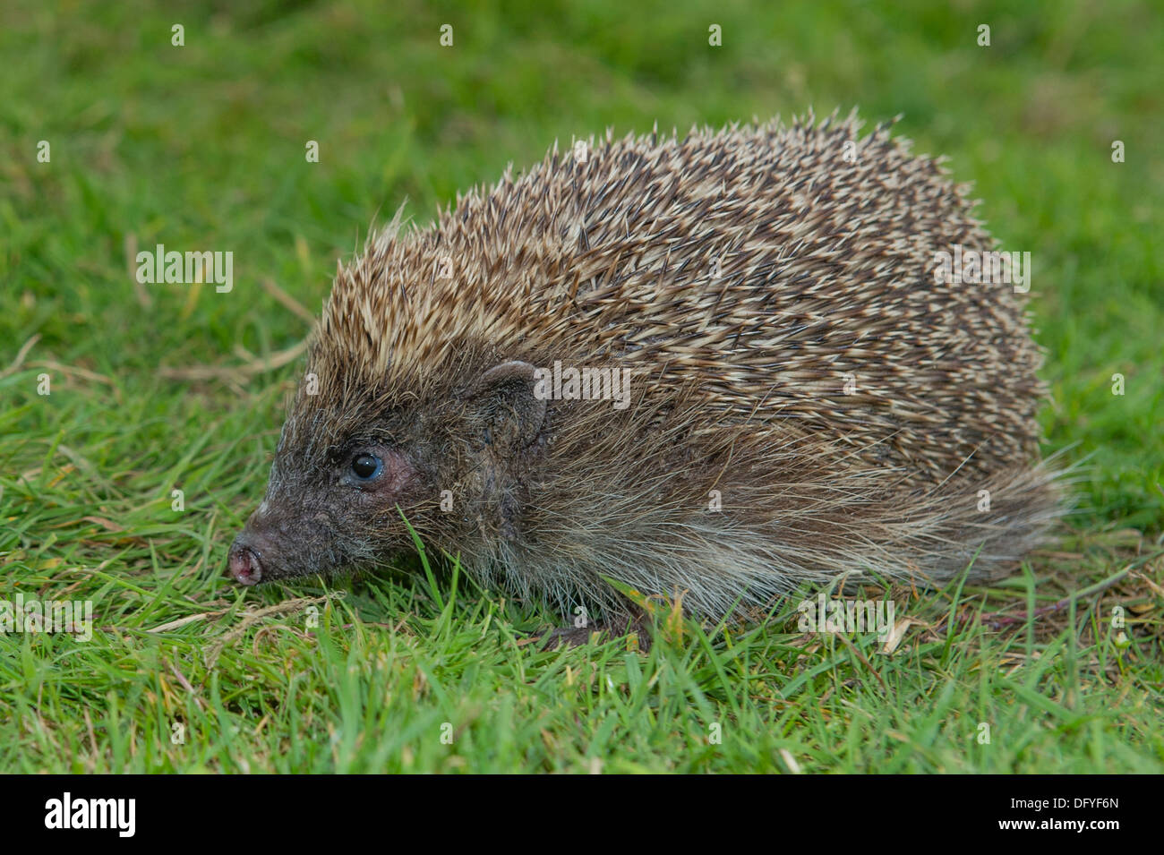 Eine Erwachsene Europäische Igel Stockfoto