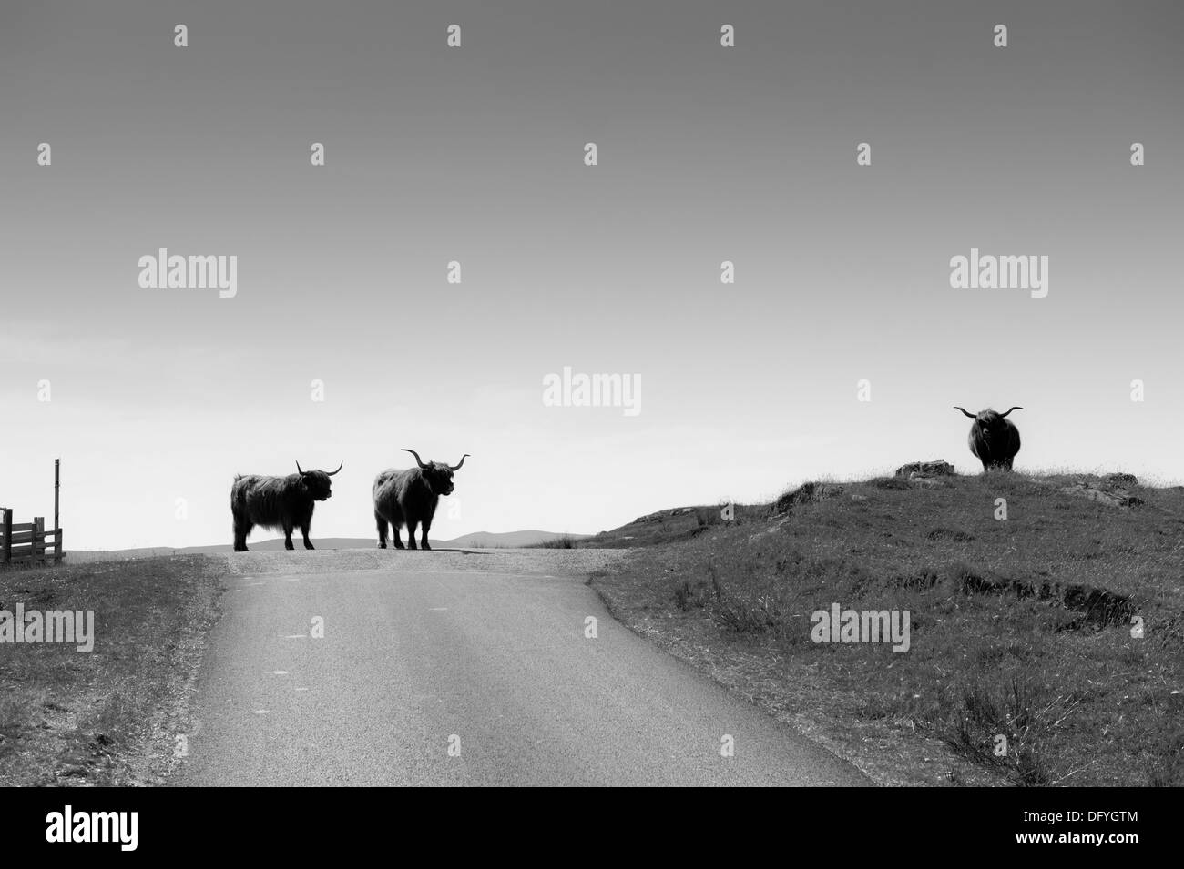 Drei Highland Kühe blockieren Straße am Hügel Crest schwarz / weiß Stockfoto