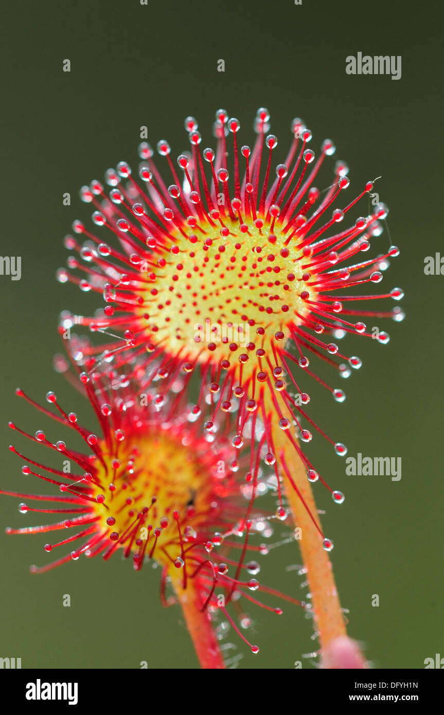 Ein Blick auf die erstaunliche Runde-leaved Sonnentau, eine insektenfressende Pflanze UK Stockfoto