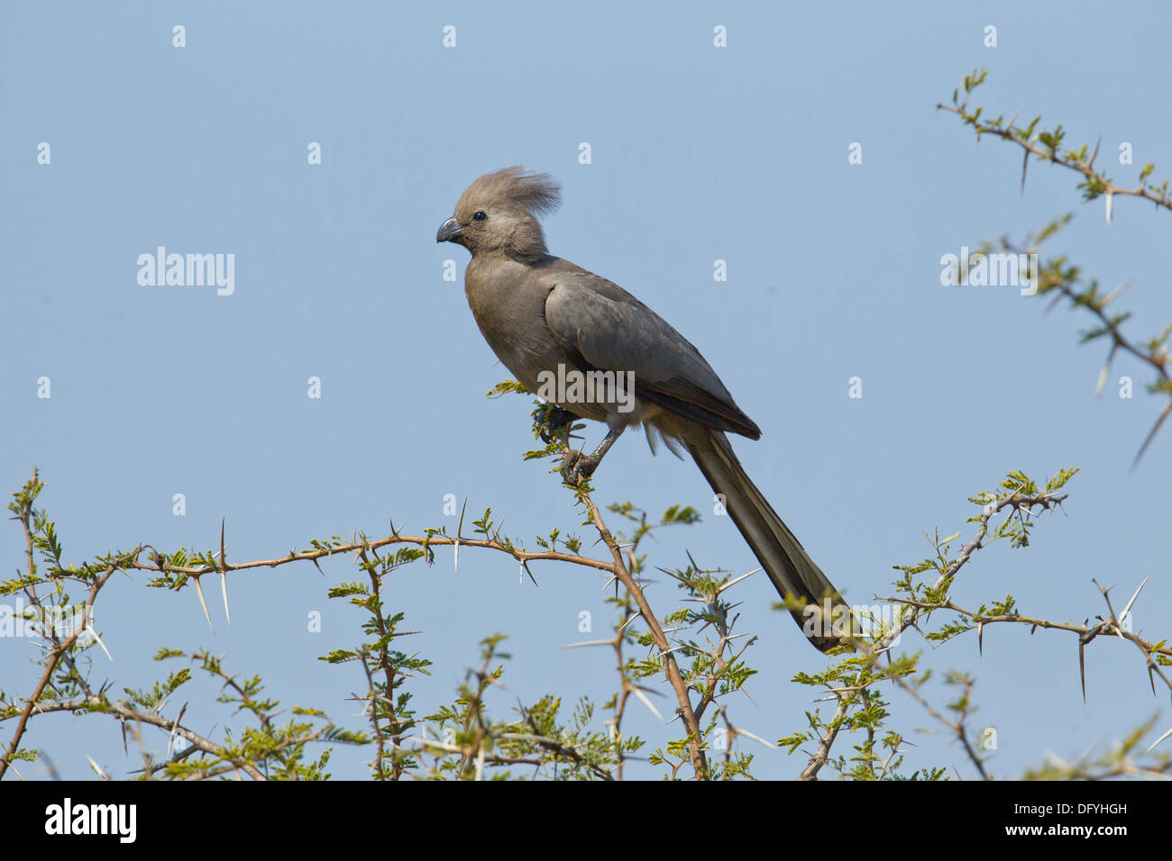 Grauer Go-away-Vogel im Busch, Kruger Park, Südafrika. Stockfoto