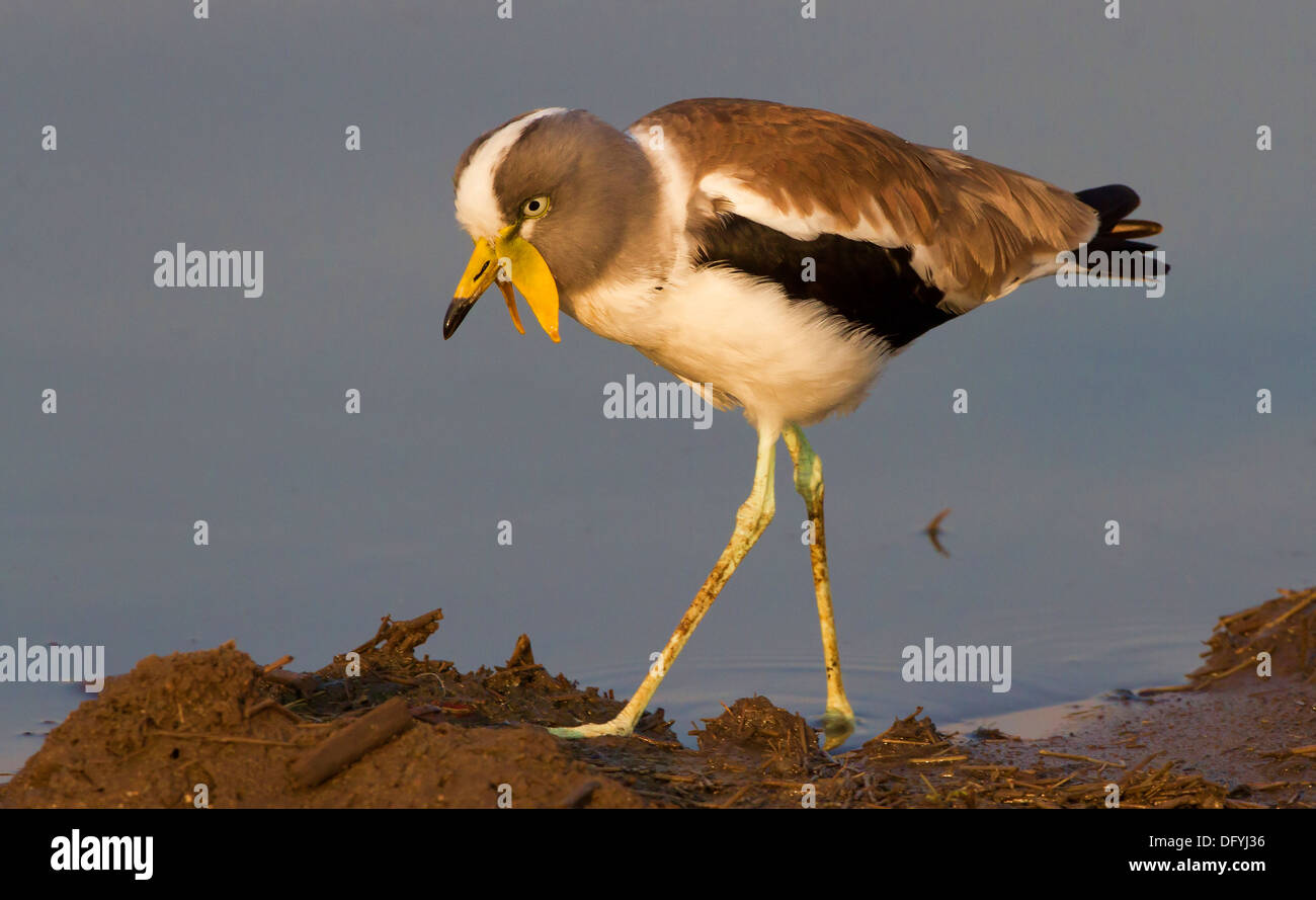 White-Crowned Kiebitz. Nahrungssuche entlang Sunset Dam im unteren Sabie, Kruger Park Stockfoto