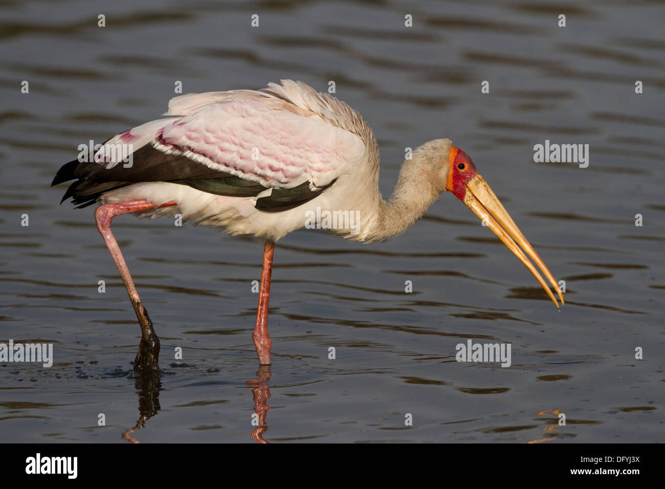 Yellow-billed Storch am Sonnenuntergang Dam, untere Sabie, Krüger Nationalpark, Südafrika. Stockfoto