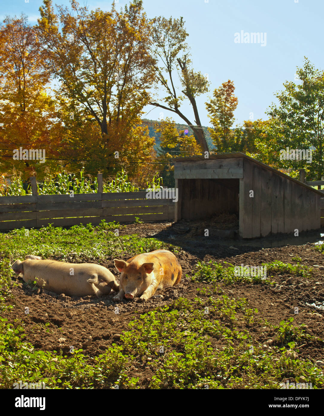 zwei Schweine ruht im Schlamm Stockfoto
