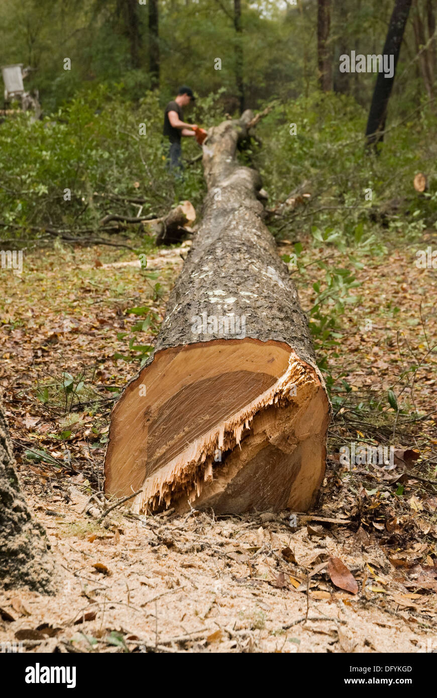 Gefällte Bäume in kleinere Stücke für die Entfernung zerschneiden. Stockfoto