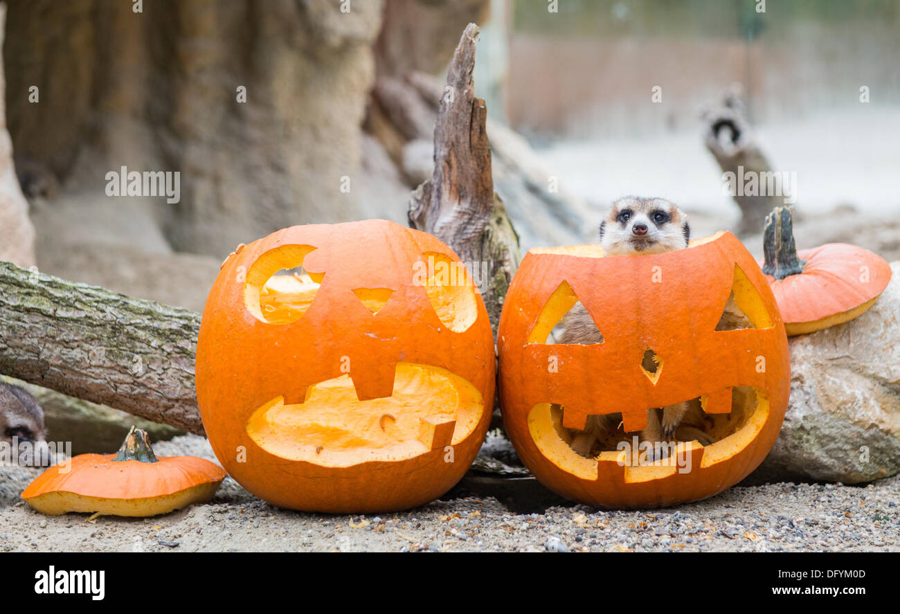 München, Deutschland. 10. Oktober 2013. Ein Erdmännchen Gipfel durch die Oberseite von einem hohlen Kürbis im Zoo Hellabrunn in München, Deutschland, 10. Oktober 2013. Foto: HANDOUT/Marc Müller/Dpa/Alamy Live News Stockfoto