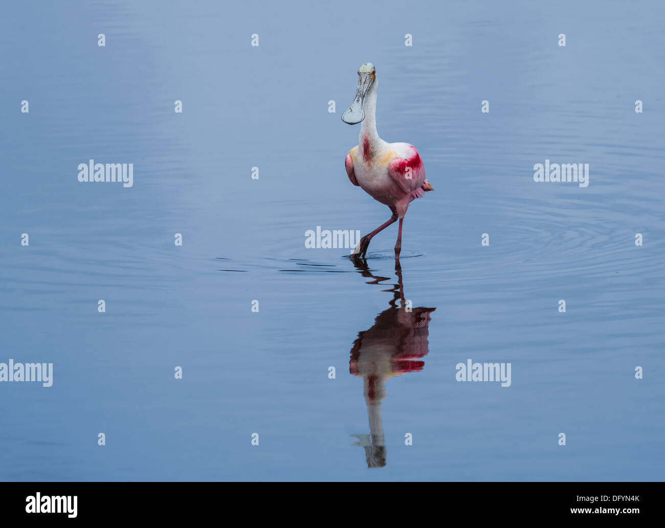 Mit schönen, hellen Farben und einen seltsam geformten Kopf rosige Löffler sind anmutig im Flug und komisch auf dem Boden. Stockfoto