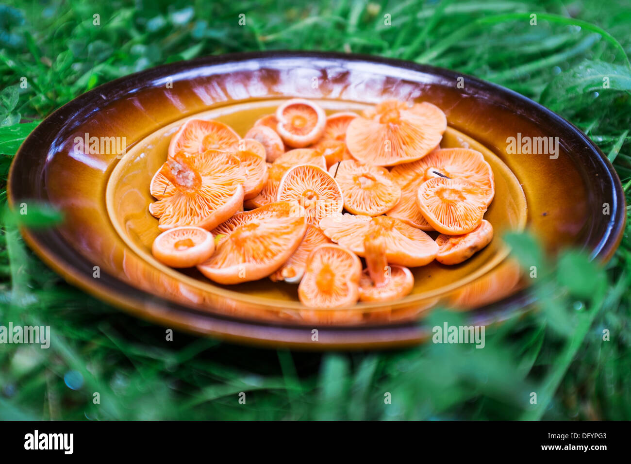 Safran-Milch GAP, Red Pine Mushroom (Lactarius Deliciosus) Stockfoto