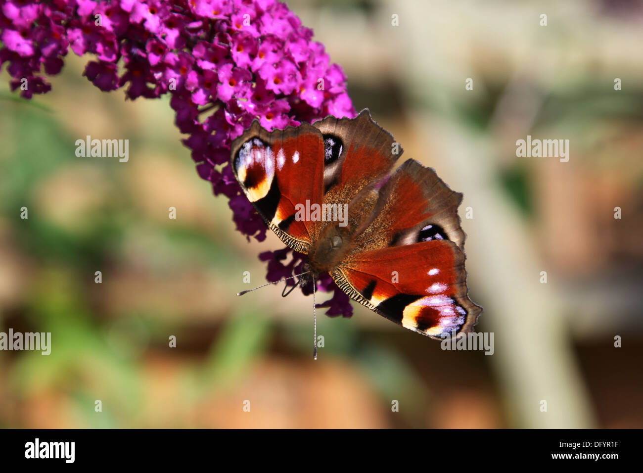 Tagpfauenauge (Inachis Io) sitzt auf einem Sommerflieder (Schmetterlingsstrauch) Stockfoto