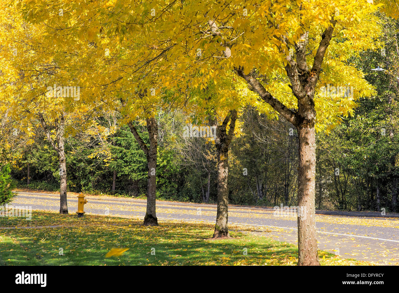 Gelbe fallende Blätter aus Wohngegend Buche Bäume entlang der Straße im Herbst Stockfoto