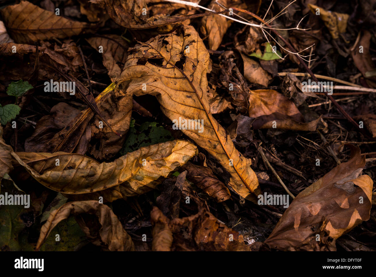 Tot sterbend Blätter hängen wechselnde Farben Tod Stockfoto