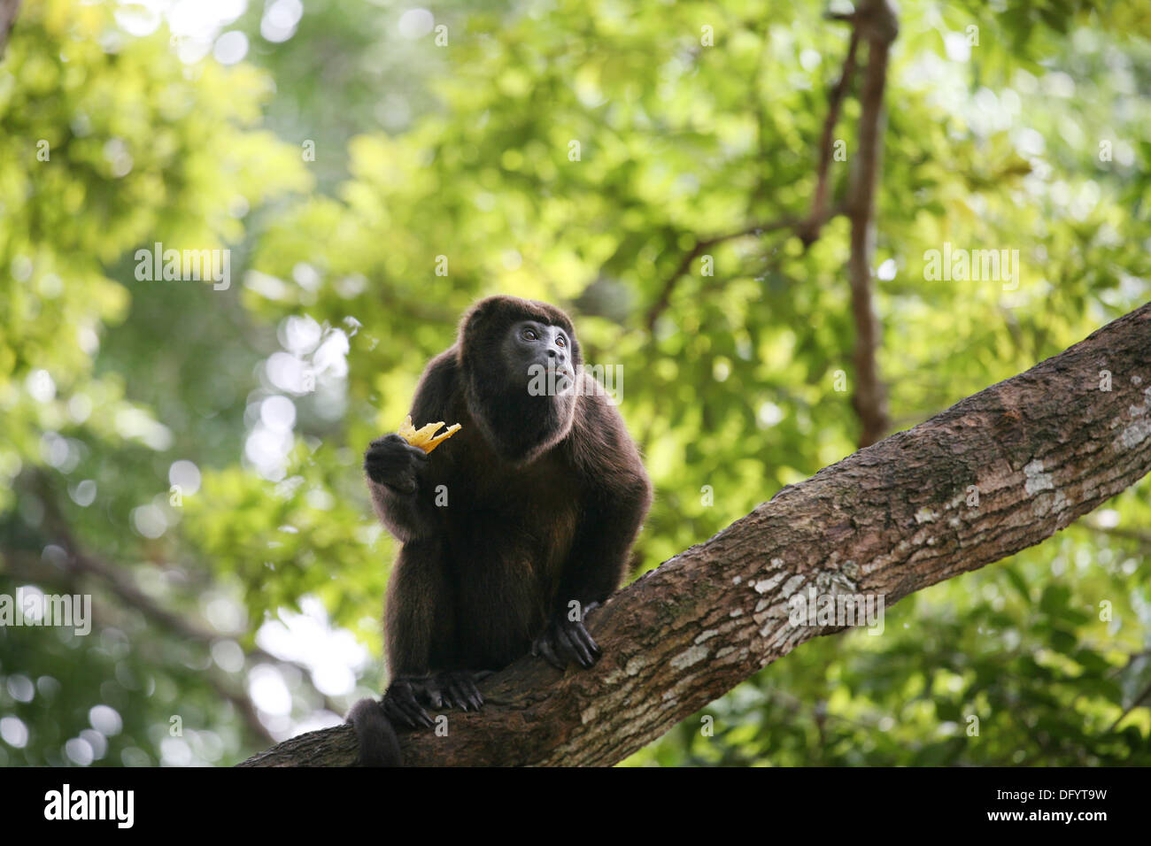 Ateles Geoffroyi Vellerosus Klammeraffe in Panama Banane essen Stockfoto