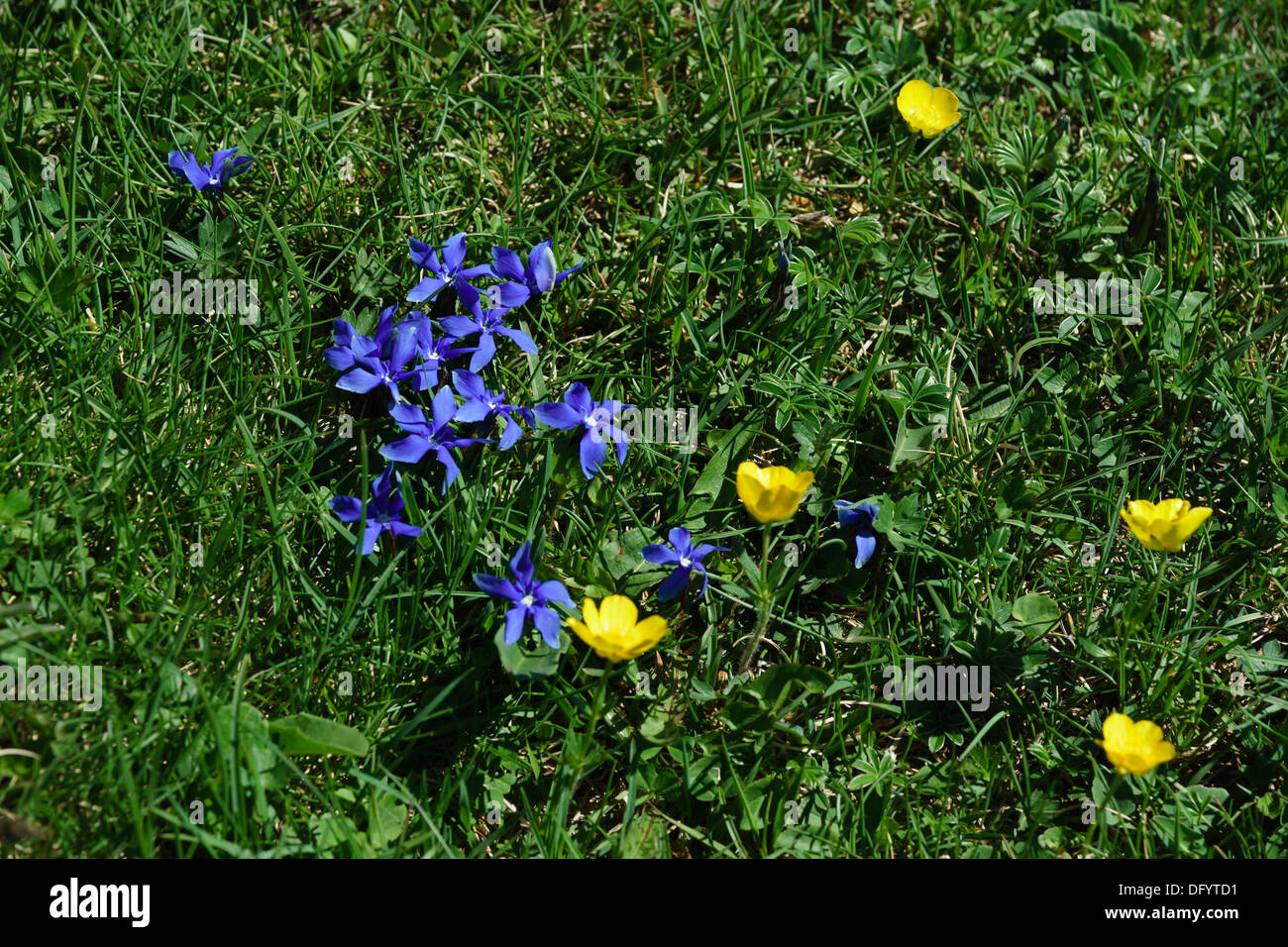 Frankreich, Ariège - D25 Weg, pass Col de Paillères oder Pailheres, von Ost nach Ax-Les-Thermes. Wilden Alpenblumen. Stockfoto