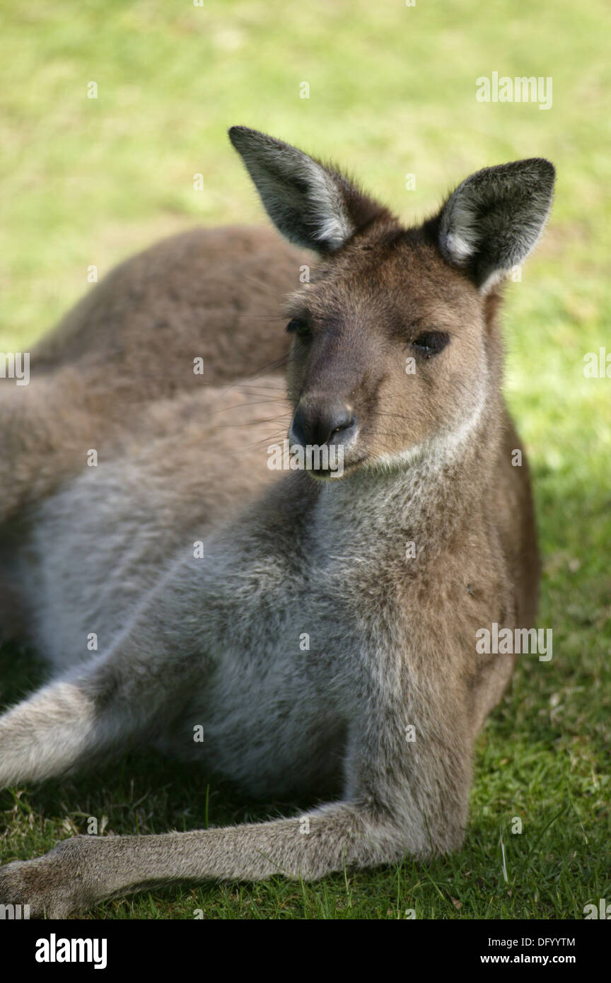 Australian Western grau Kangaroos im offenen Buschland Stockfoto