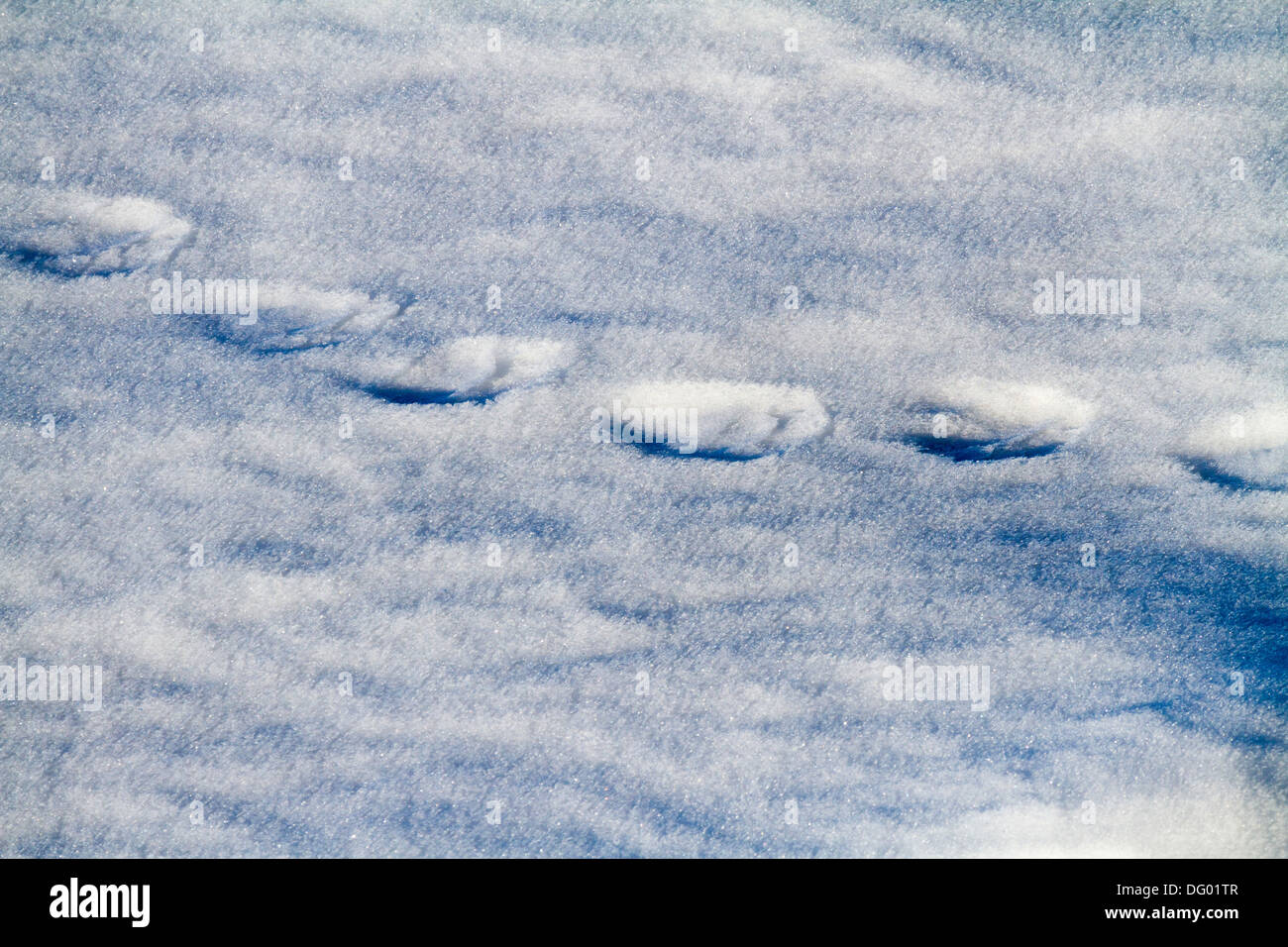 Eisbär Pfotenabdrücke im Schnee in Eisberg über 80. Parallel, norwegischen Arktis Stockfoto