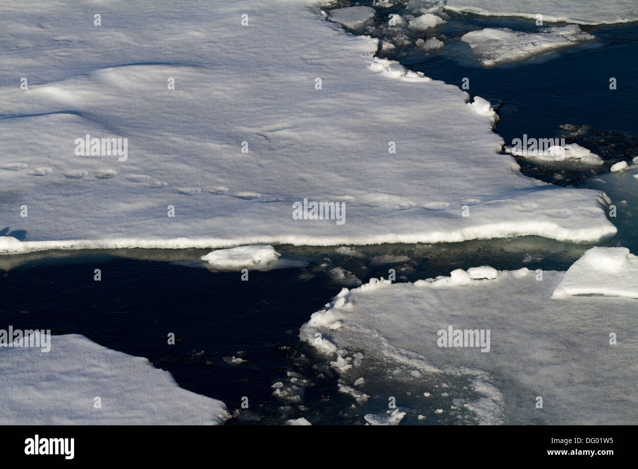 Eisbär Pfotenabdrücke auf Eisstrom über 80. Parallel, norwegischen Arktis Stockfoto