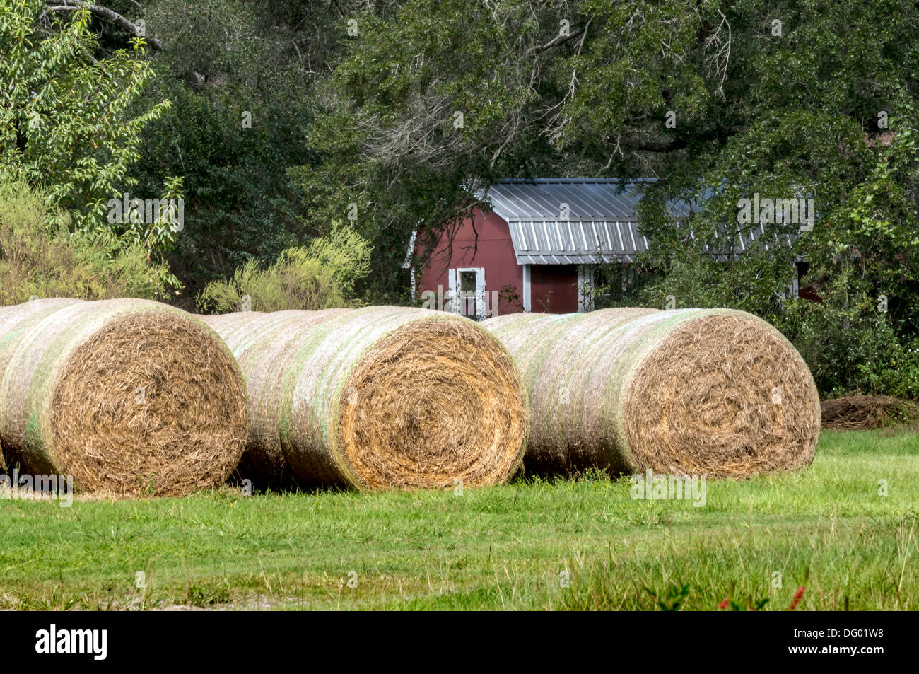 Große Runde Heuballen Feld mit roten Scheune oder Schuppen im Hintergrund. Stockfoto