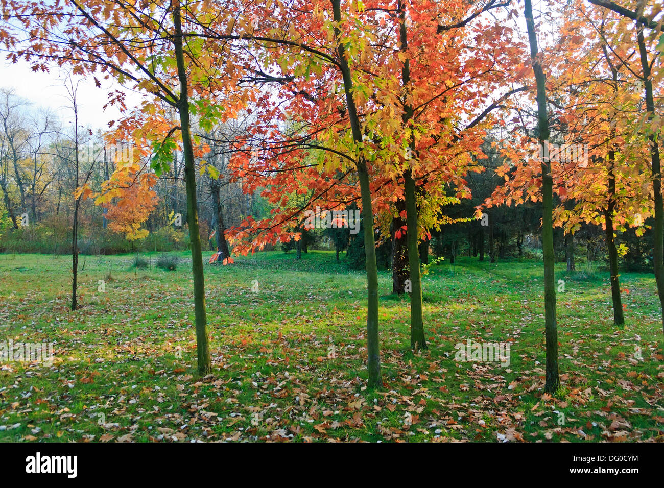 Frühe Hain Herbstlandschaft im Oktober Stockfoto